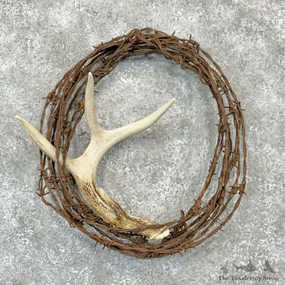 Whitetail Deer Antler Shed For Sale #28991 @ The Taxidermy Store
