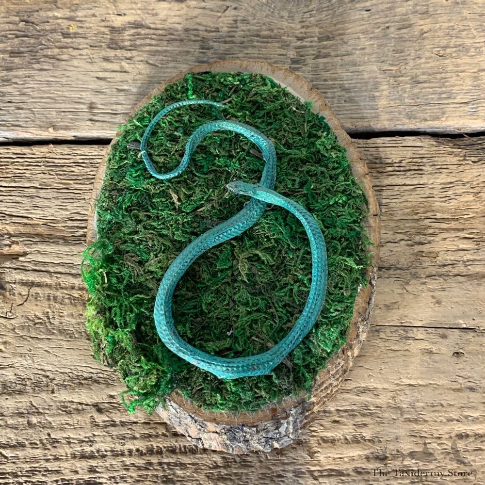 Green Snake Taxidermy Mount For Sale #21542 @ The Taxidermy Store