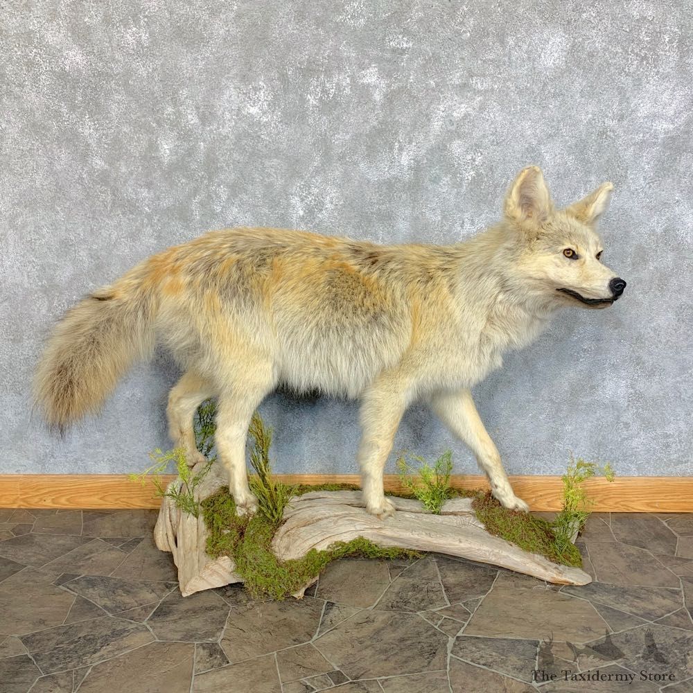 Coyote Life-Size Mount For Sale #23440 @ The Taxidermy Store