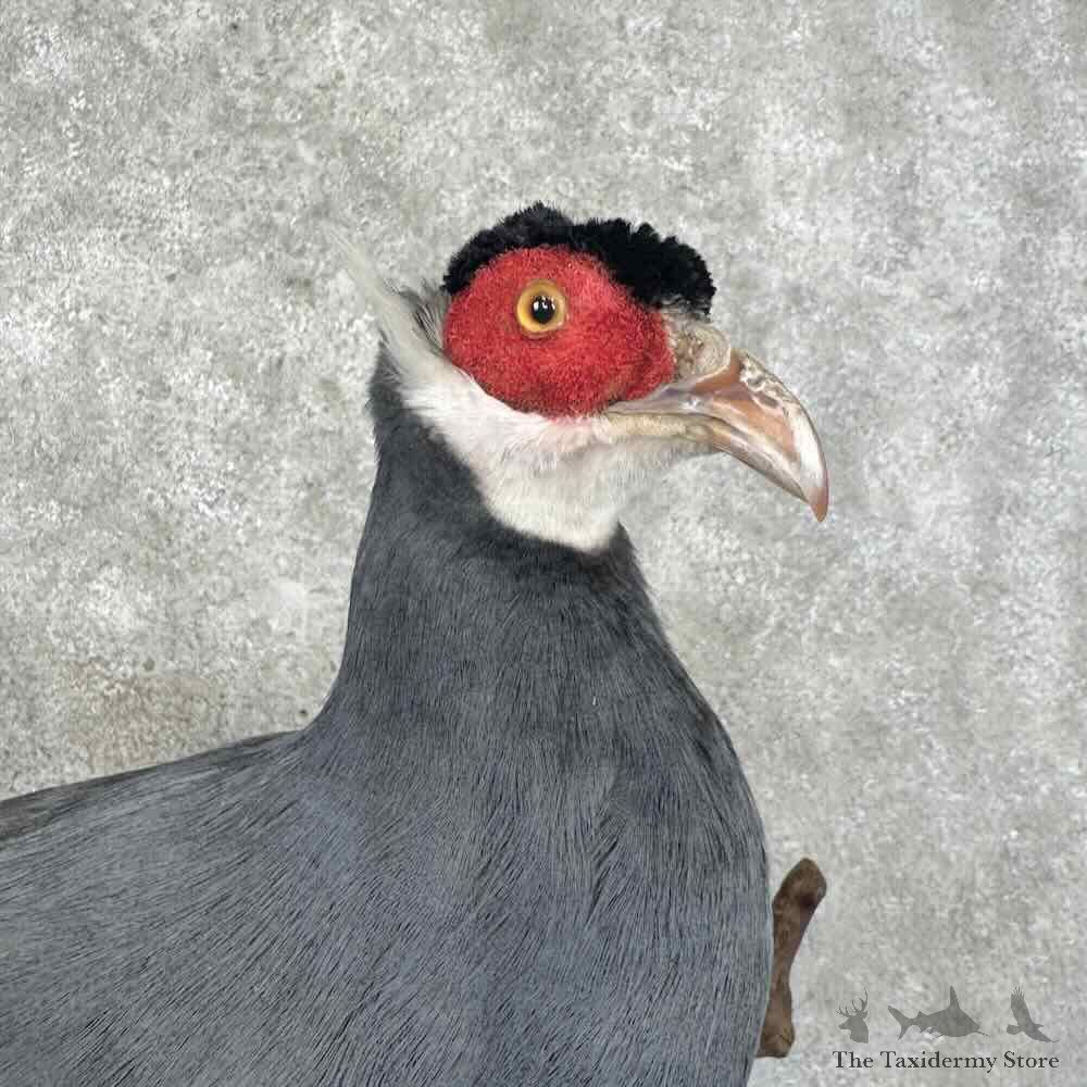Blue-Eared Pheasant Bird Mount For Sale #32282 @ The Taxidermy Store
