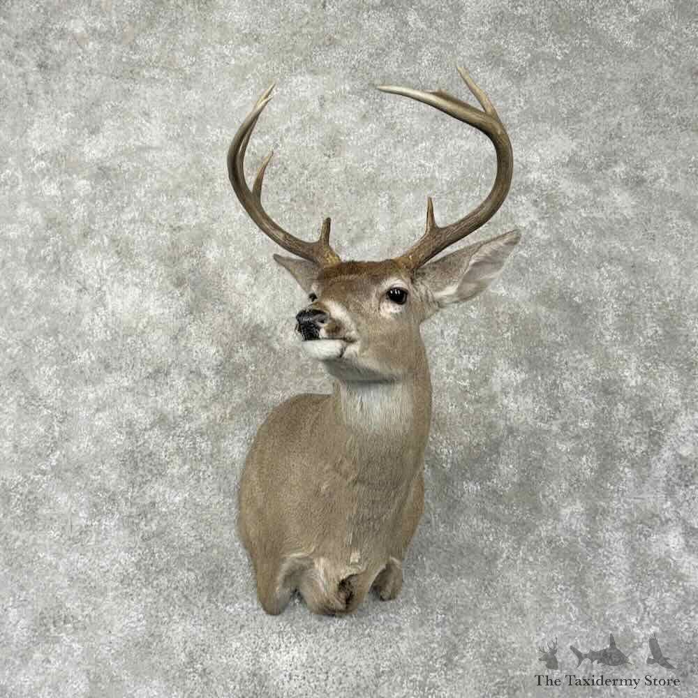 Coues Deer Shoulder Mount For Sale #31800 @ The Taxidermy Store