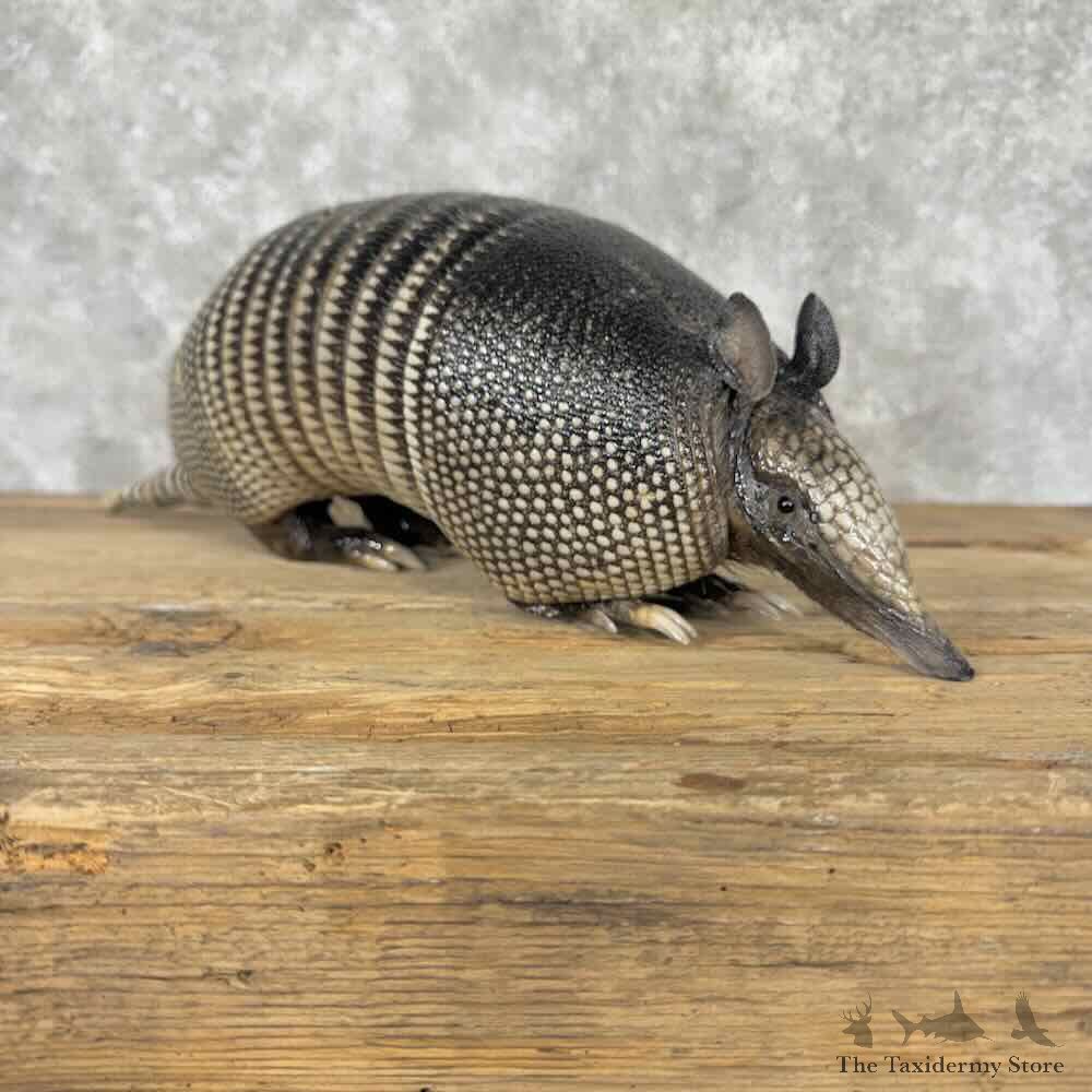 Armadillo Life Size Mount For Sale #32042 @ The Taxidermy Store