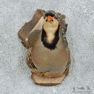 Chukar Partridge Shoulder Mount #13093 For Sale @ The Taxidermy Store