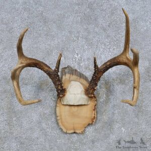 Whitetail Deer Antler Plaque Mount For Sale #14747 @ The Taxidermy Store