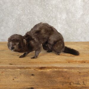 Mink Life-Size Mount For Sale #20632 @ The Taxidermy Store