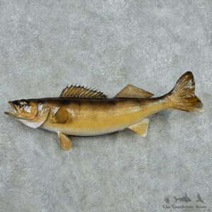 Walleye Life Size Freshwater Fish Mount #13502 For Sale @ The Taxidermy Store