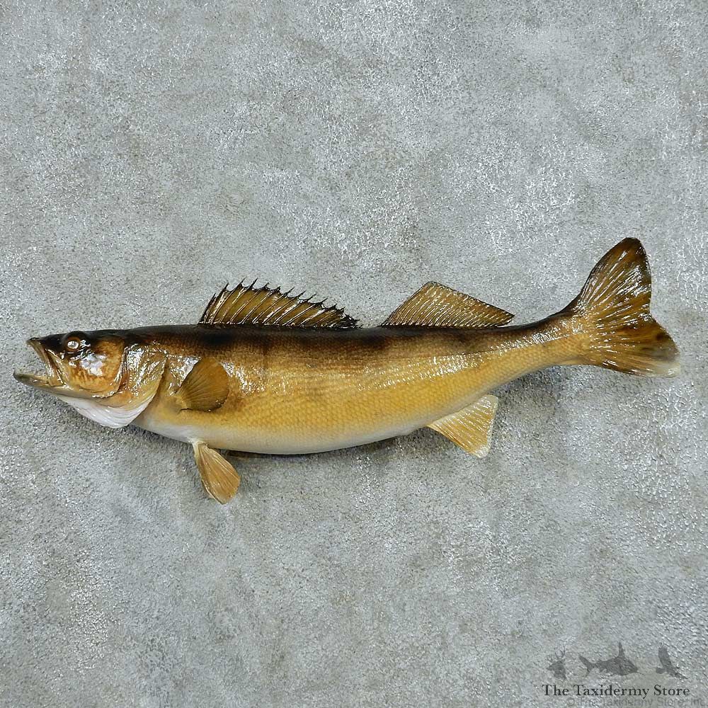 Walleye Life Size Freshwater Fish Mount #13502 For Sale @ The Taxidermy Store