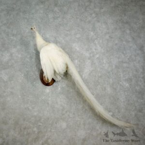 White Peacock Bird Mount For Sale #17583 @ The Taxidermy Store