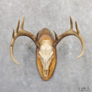 Whitetail Deer Skull European Mount For Sale #19663 @ The Taxidermy Store