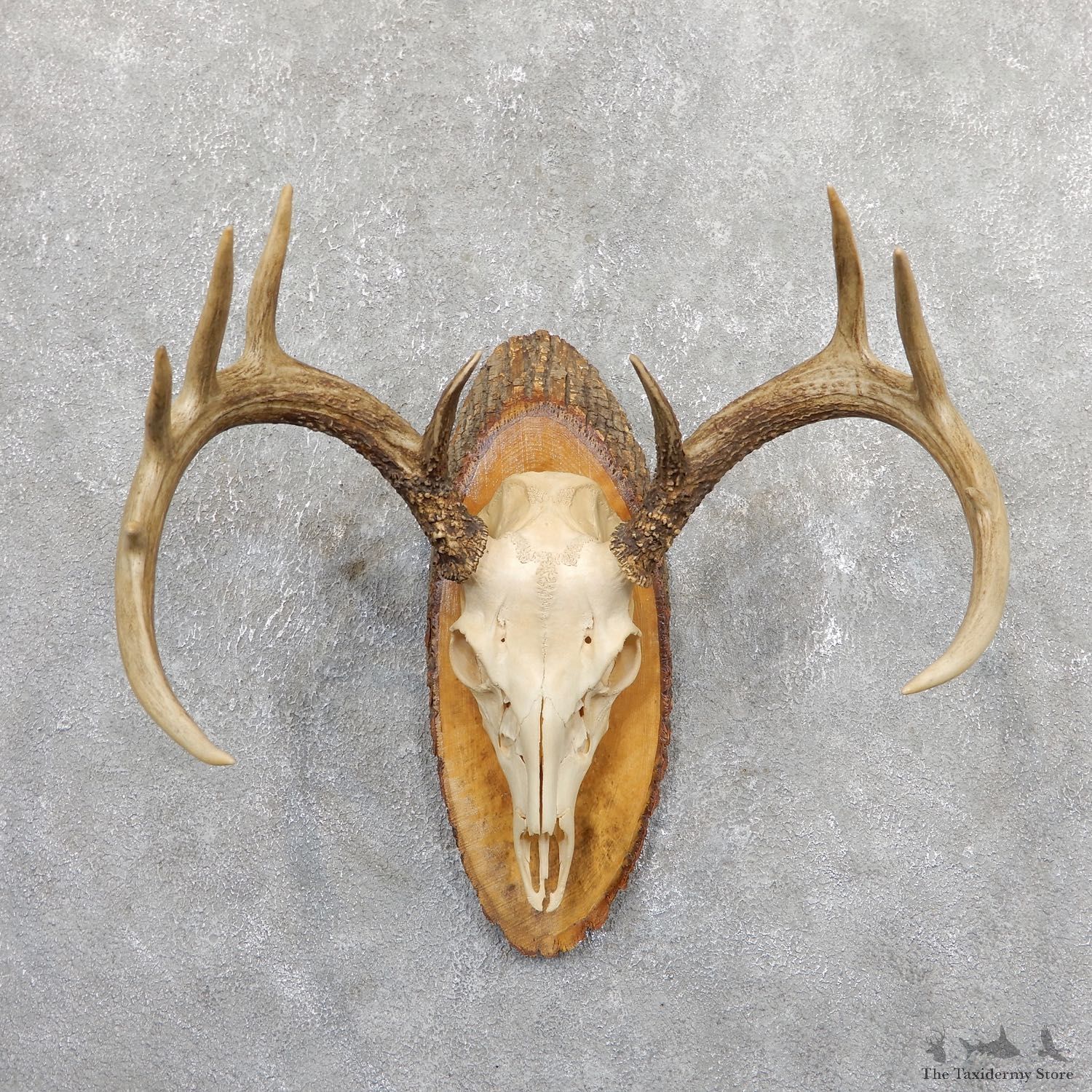 Whitetail Deer Skull European Mount For Sale #19663 @ The Taxidermy Store