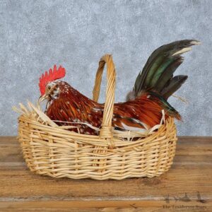 Mille Fleur Chicken Mount For Sale #15405 @ The Taxidermy Store