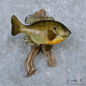 Bluegill Fish Mount For Sale #14345 @ The Taxidermy Store