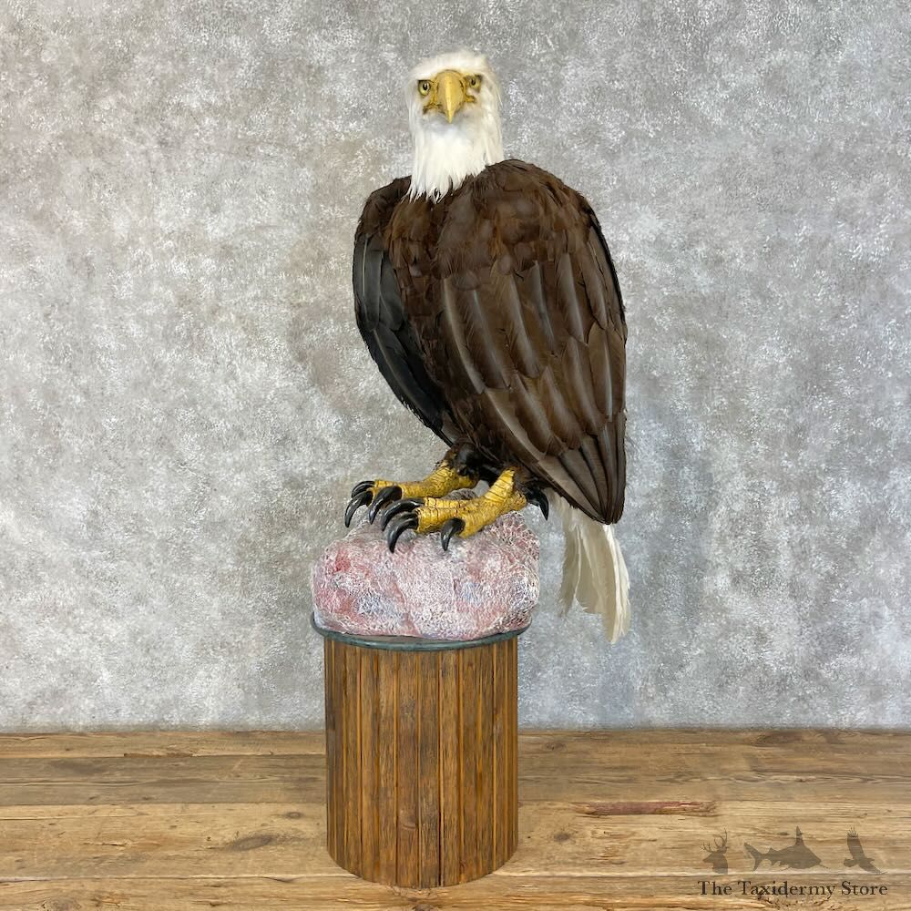 Reproduction Bald Eagle Bird Mount For Sale #28489 @ The Taxidermy Store