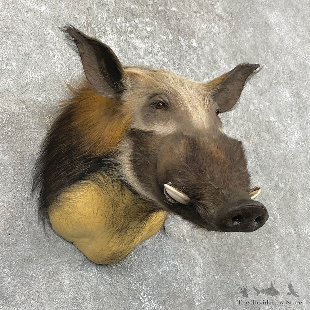 Red River Hog Shoulder Mount For Sale #27421 @ The Taxidermy Store
