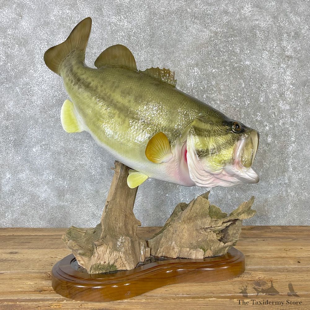 Largemouth Bass Fish Mount For Sale #25045 @ The Taxidermy Store