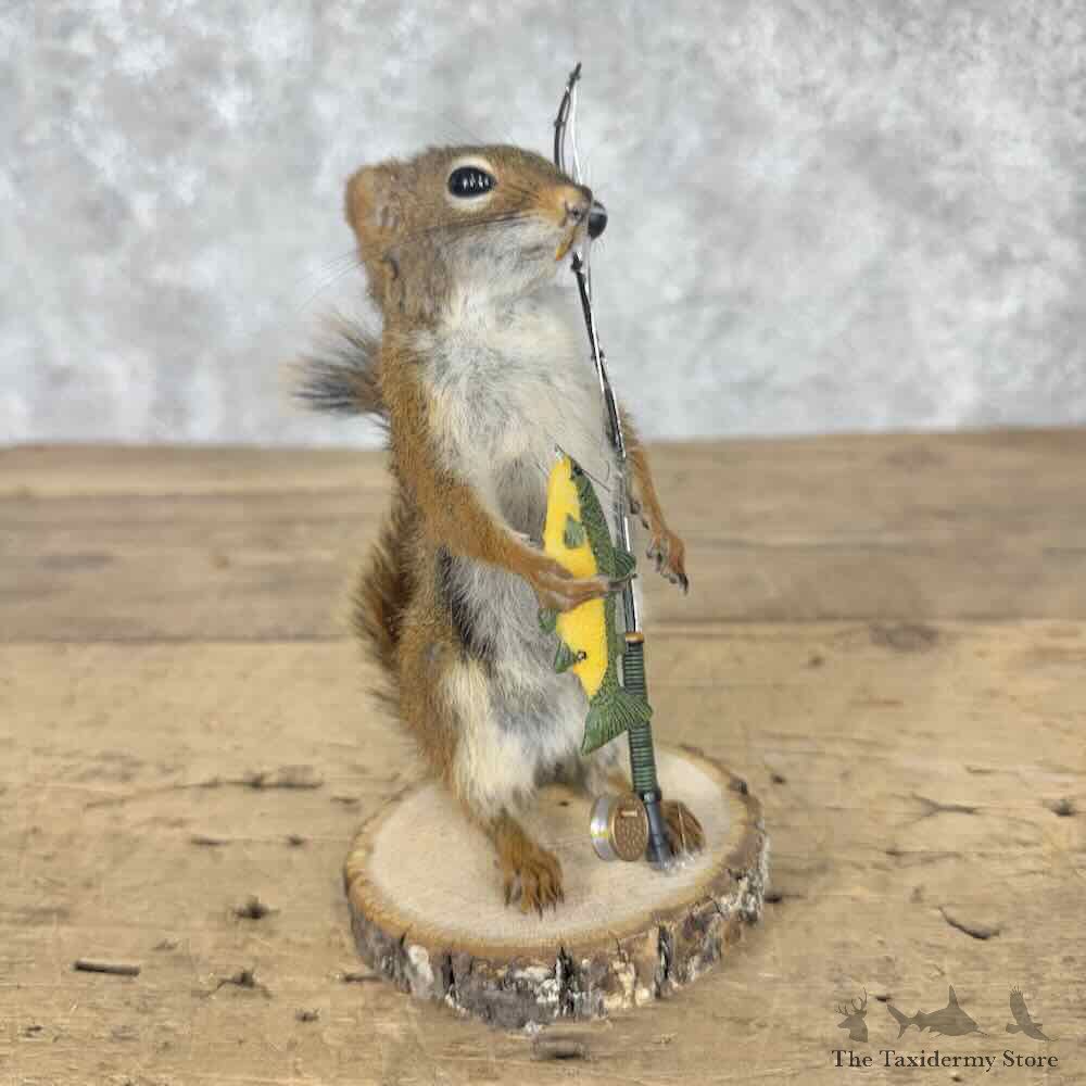 Fishing Red Pine Squirrel Novelty Mount For Sale #31618 @ The Taxidermy Store