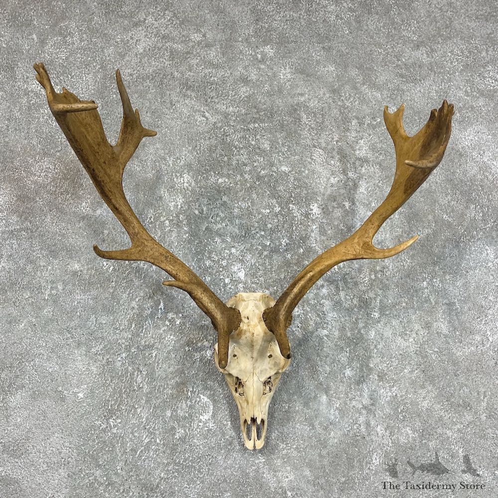 Fallow Deer Skull Antler European Mount For Sale #25721 @ The Taxidermy Store