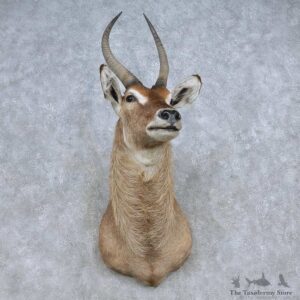African Waterbuck Shoulder Mount For Sale #14853 @ The Taxidermy Store