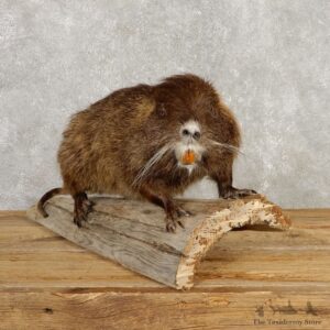 Nutria Life Size Taxidermy Mount #20380 For Sale @ The Taxidermy Store