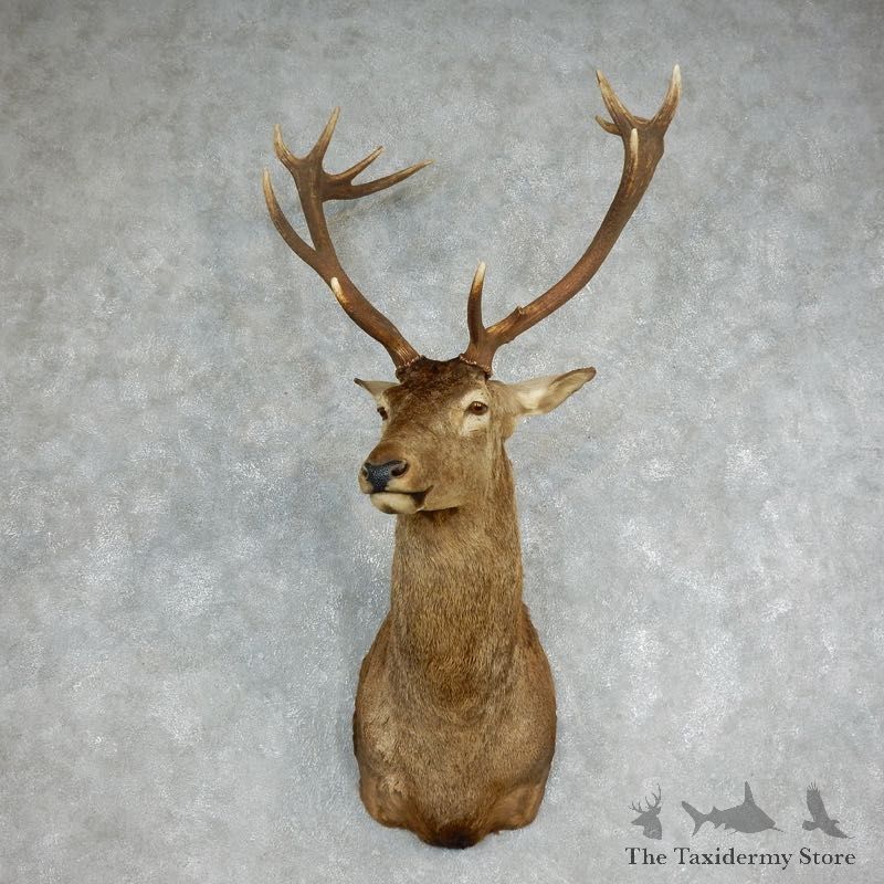 Red Stag Shoulder Mount For Sale #17990 @ The Taxidermy Store