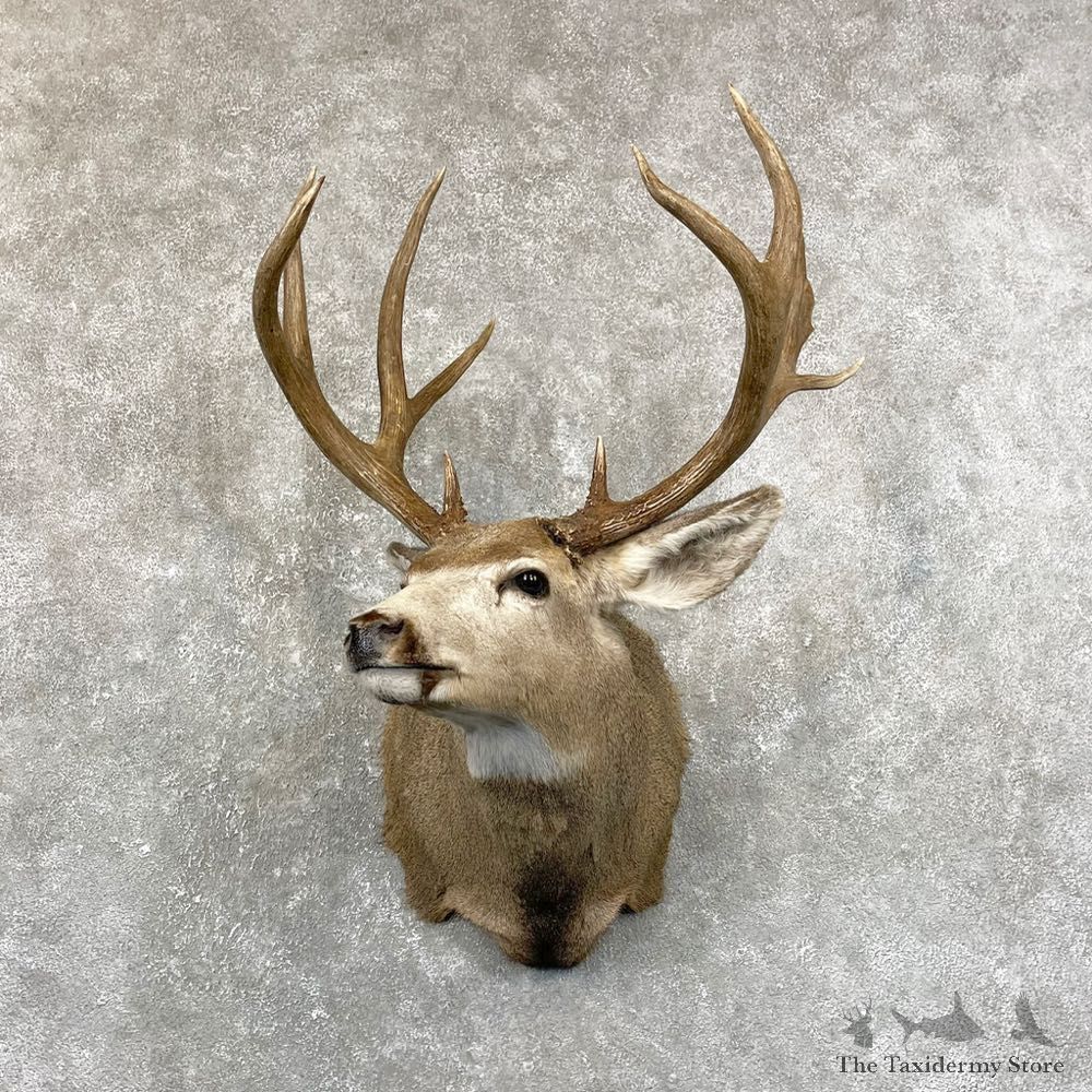Mule Deer Shoulder Mount For Sale #24667 @ The Taxidermy Store