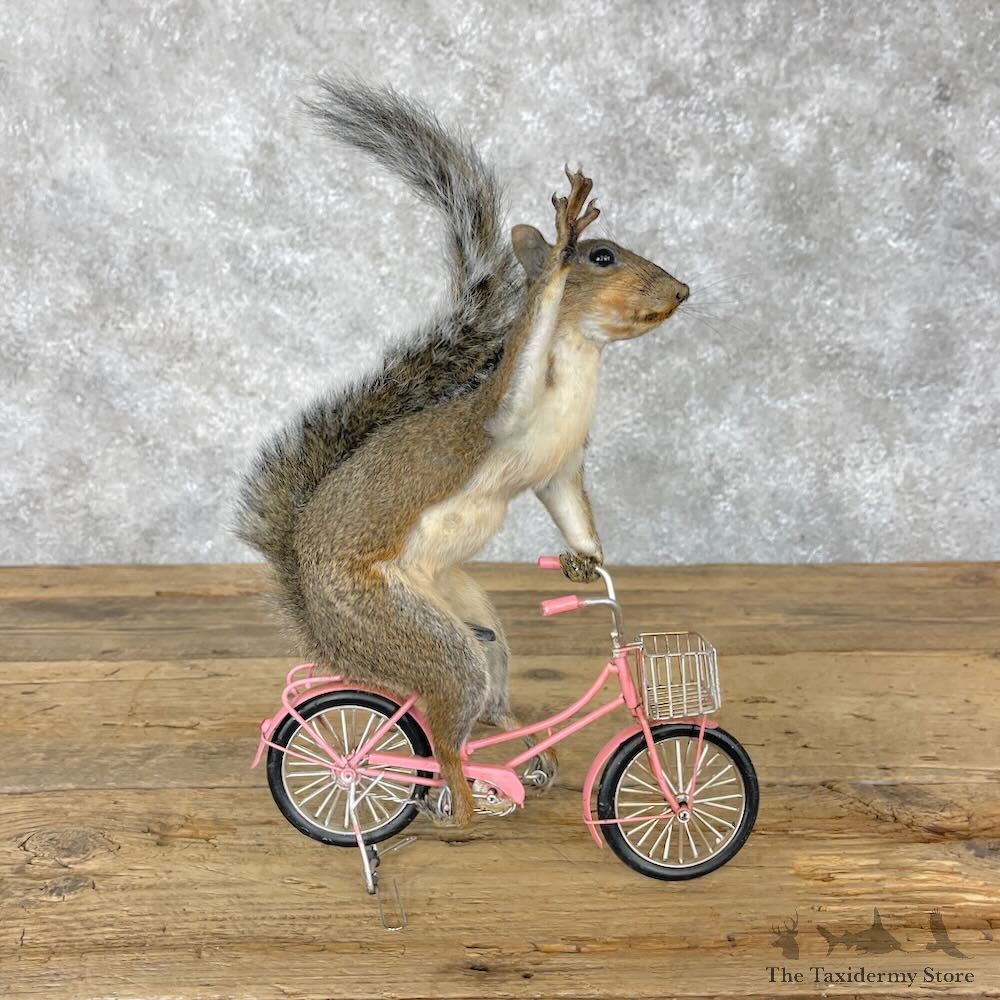 Novelty Grey Squirrel Mount For Sale #28371 @ The Taxidermy Store