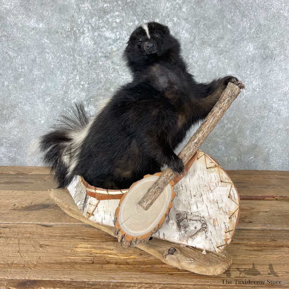 Canoe Skunk Novelty Mount For Sale #26962 @ The Taxidermy Store