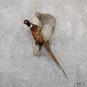 Ringneck Pheasant Bird Mount For Sale #19340 @ The Taxidermy Store