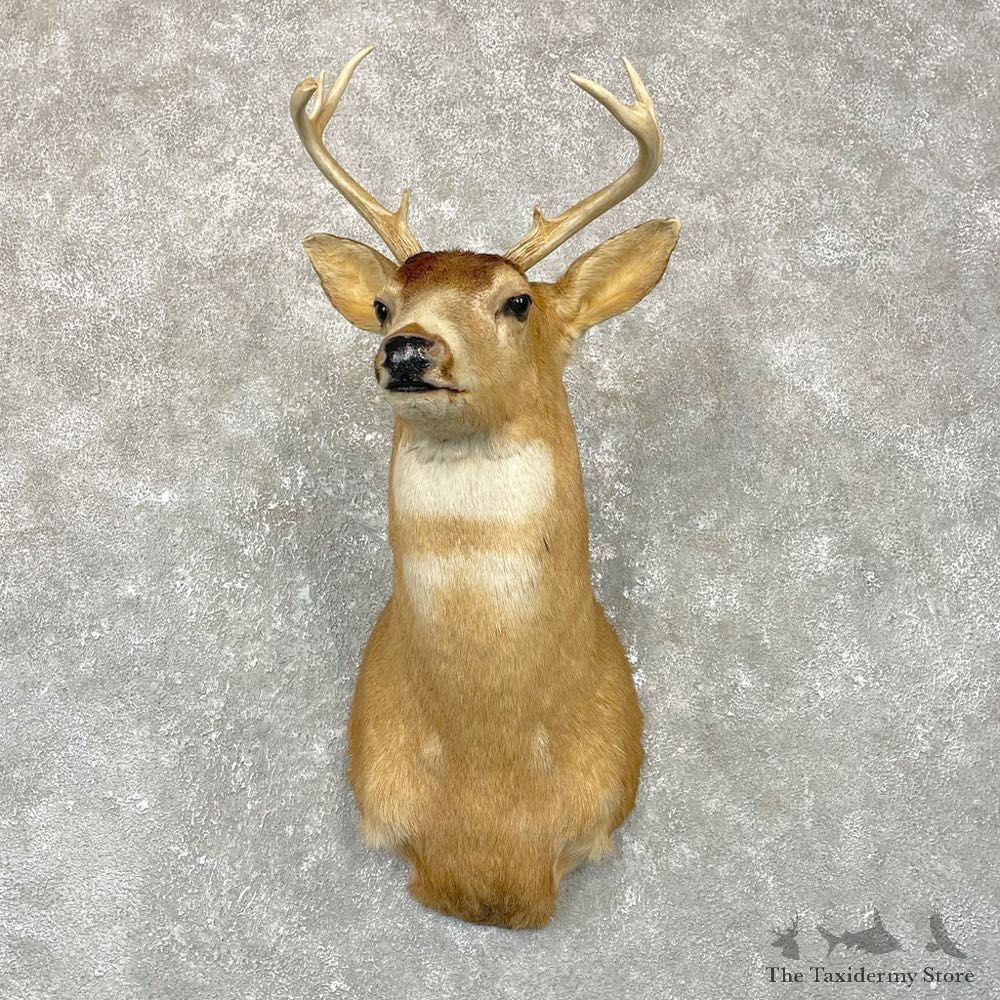 Sitka Blacktail Deer Shoulder Mount For Sale #24923 For Sale @ The Taxidermy Store