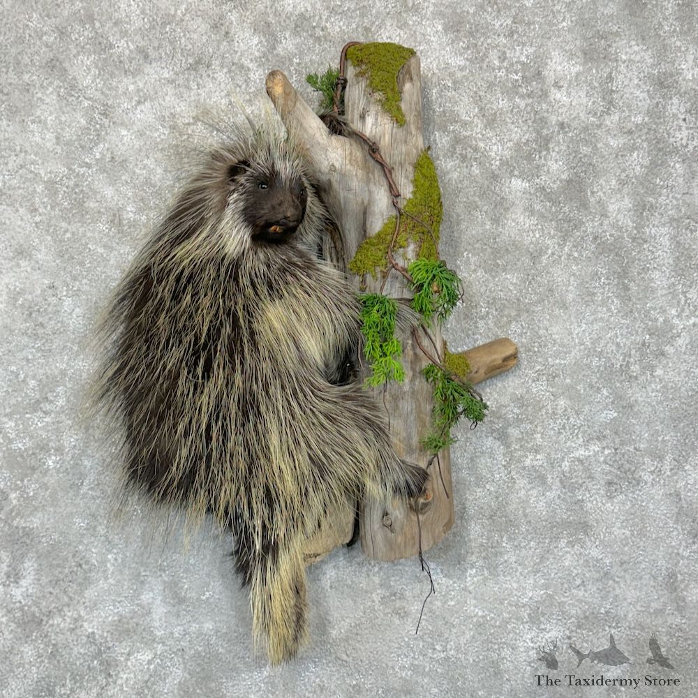 Porcupine Life-Size Mount For Sale #29442 @ The Taxidermy Store