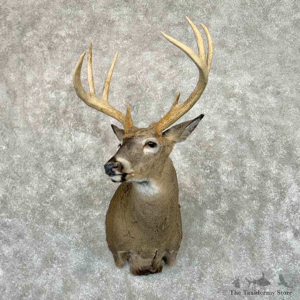Whitetail Deer Shoulder Mount For Sale #29044 - The Taxidermy Store