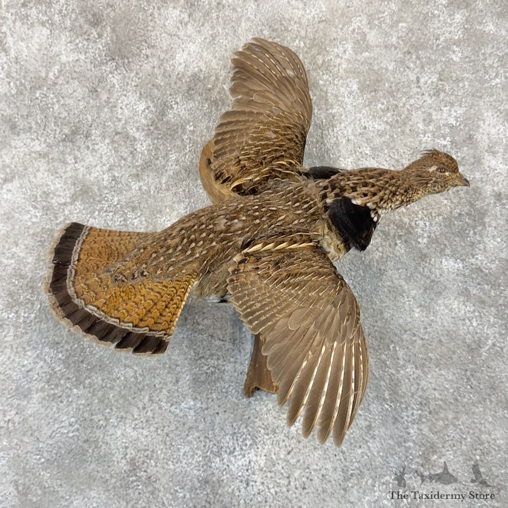 Ruffed Grouse Bird Mount For Sale #30138 @ The Taxidermy Store