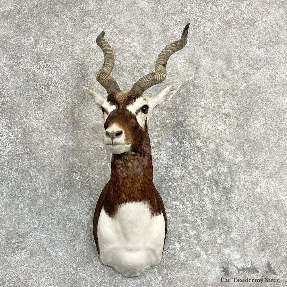 India Blackbuck Shoulder Mount For Sale #27281 @ The Taxidermy Store