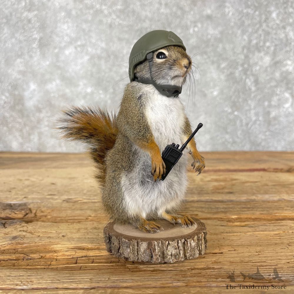 Patriot Squirrel Novelty Mount For Sale #25035 @ The Taxidermy Store