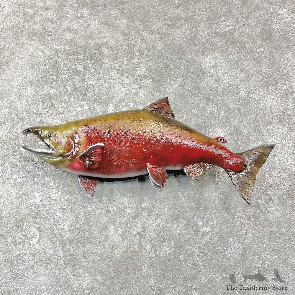 Spawning Phase Coho Salmon Fish Mount For Sale #25936 @ The Taxidermy Store Mount For Sale #20575 @ The Taxidermy Store