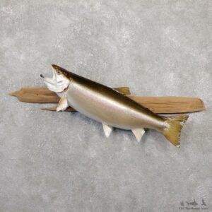 Steelhead Fish Mount For Sale #20060 @ The Taxidermy Store
