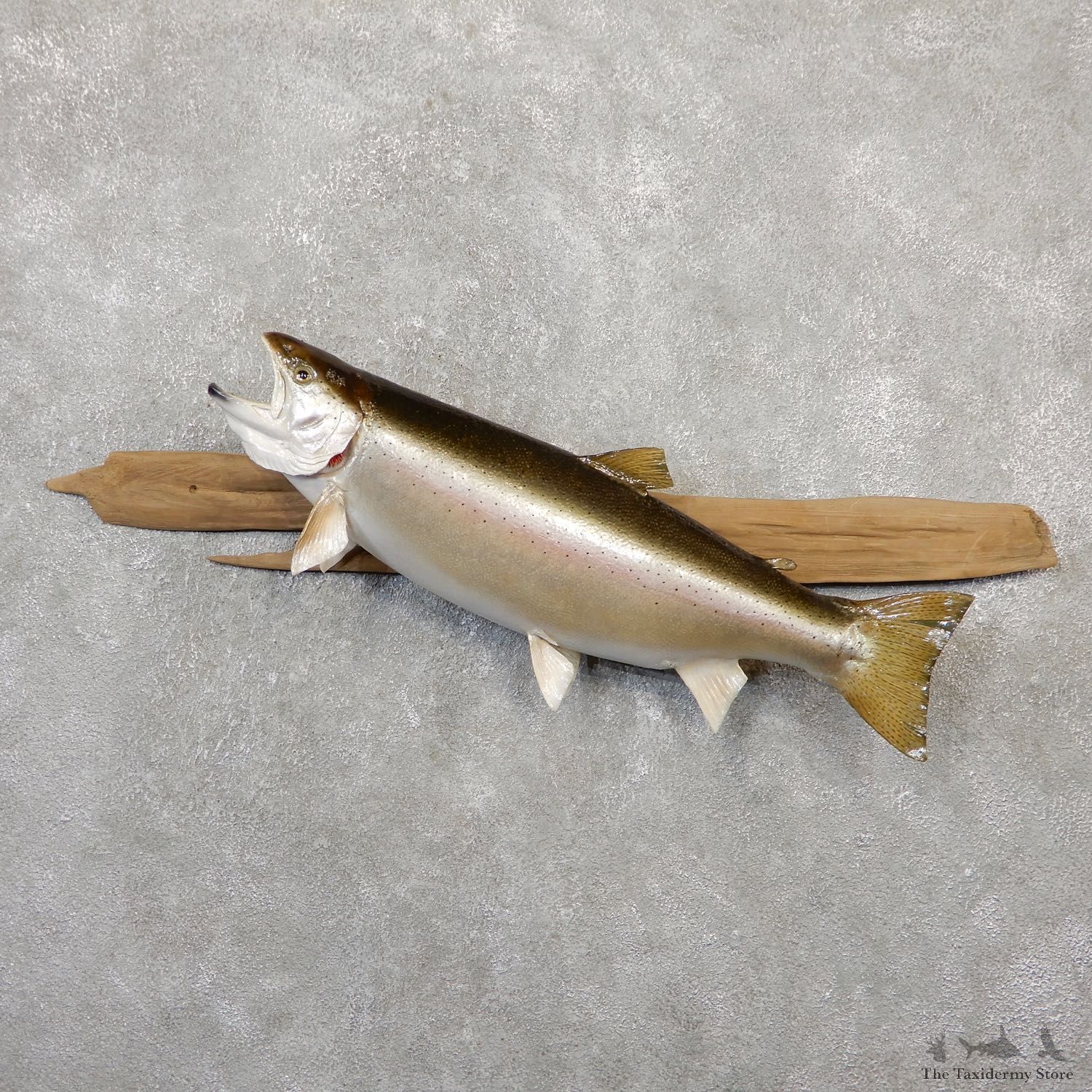 Steelhead Fish Mount For Sale #20060 @ The Taxidermy Store
