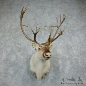 Peary Caribou Shoulder Mount For Sale #18346 @ The Taxidermy Store
