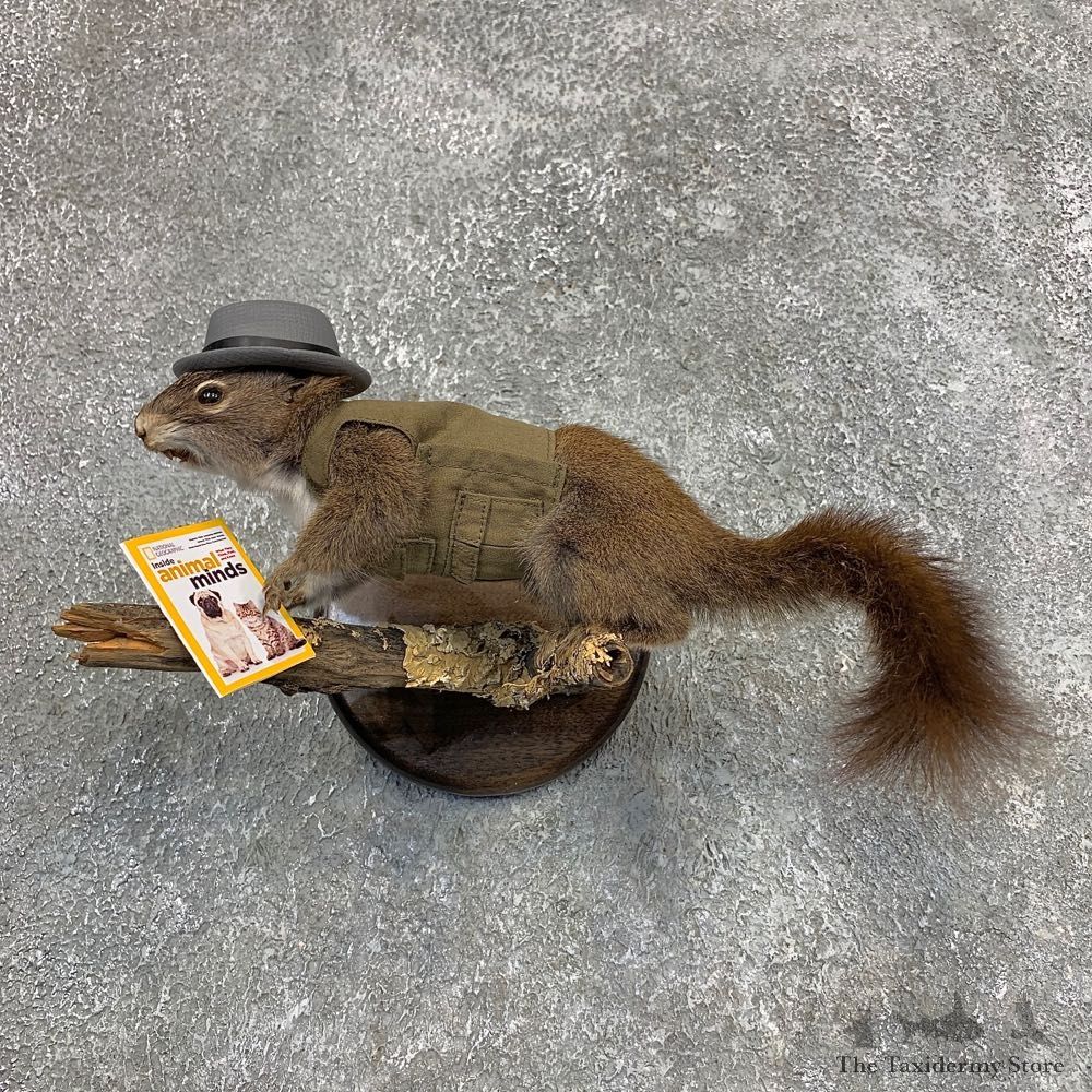 Ecologist Squirrel Novelty Mount For Sale #21271 @ The Taxidermy Store