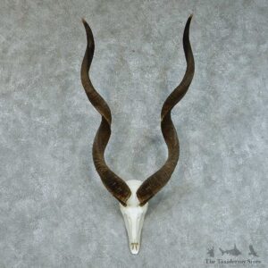 African Kudu Skull & Horn European Mount #13445 For Sale @ The Taxidermy Store
