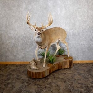 Whitetail Deer Life-Size Mount For Sale #18602 @ The Taxidermy Store