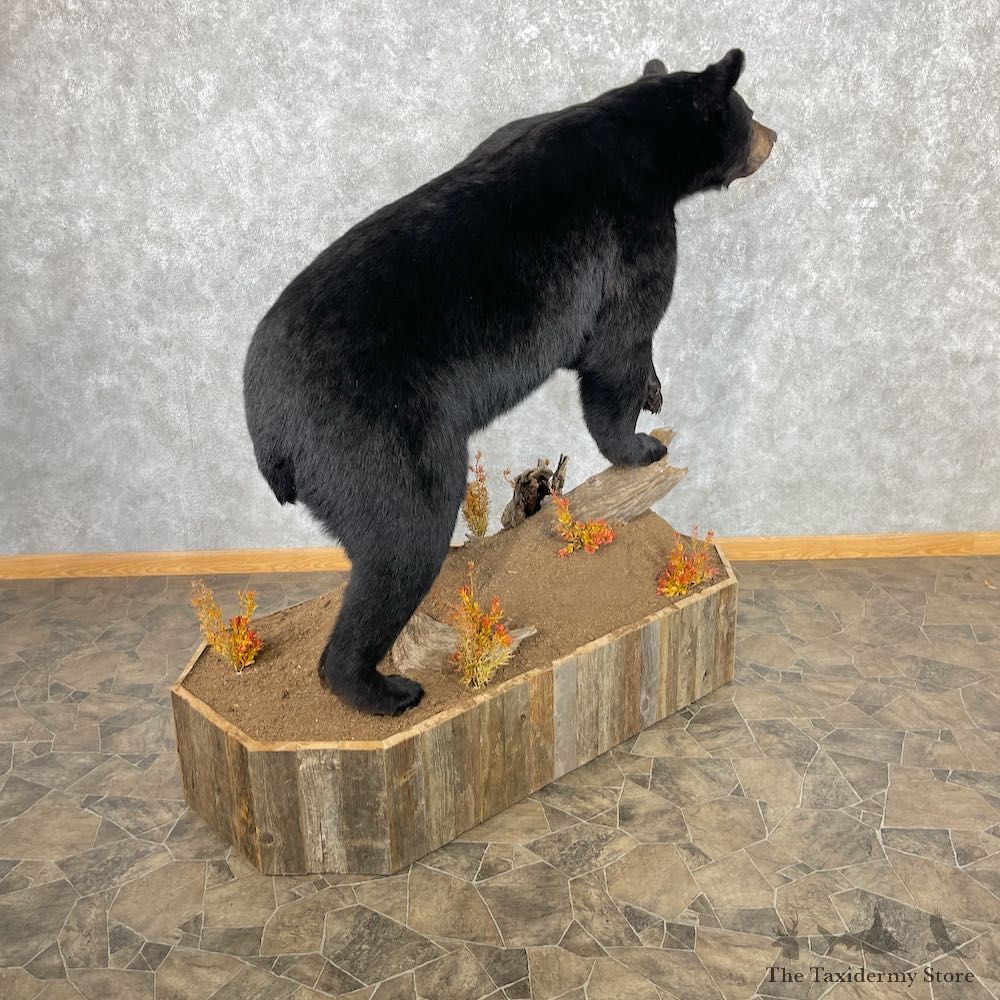 Black Bear Life-Size Mount For Sale #26742 @ The Taxidermy Store