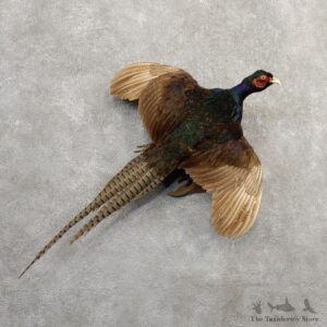 Green Pheasant Taxidermy Mount #20806 For Sale @ The Taxidermy Store