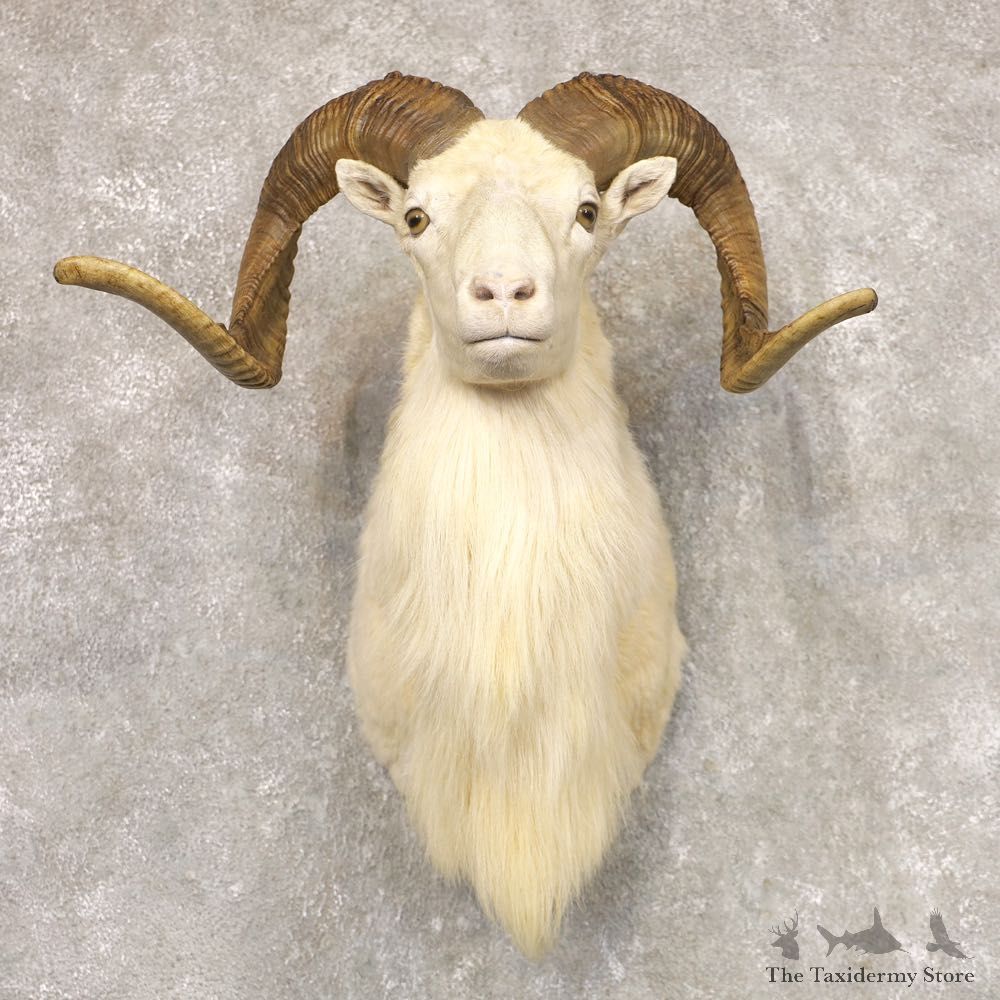 Texas Dall Sheep Taxidermy Shoulder Mount For Sale #22521 @ The Taxidermy Store