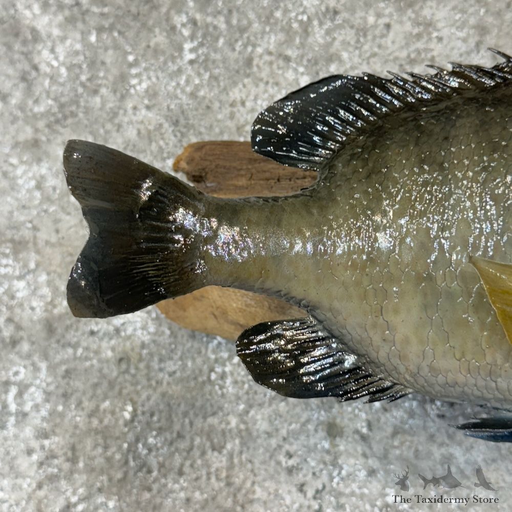 Bluegill Fish Mount For Sale #29815 @ The Taxidermy Store