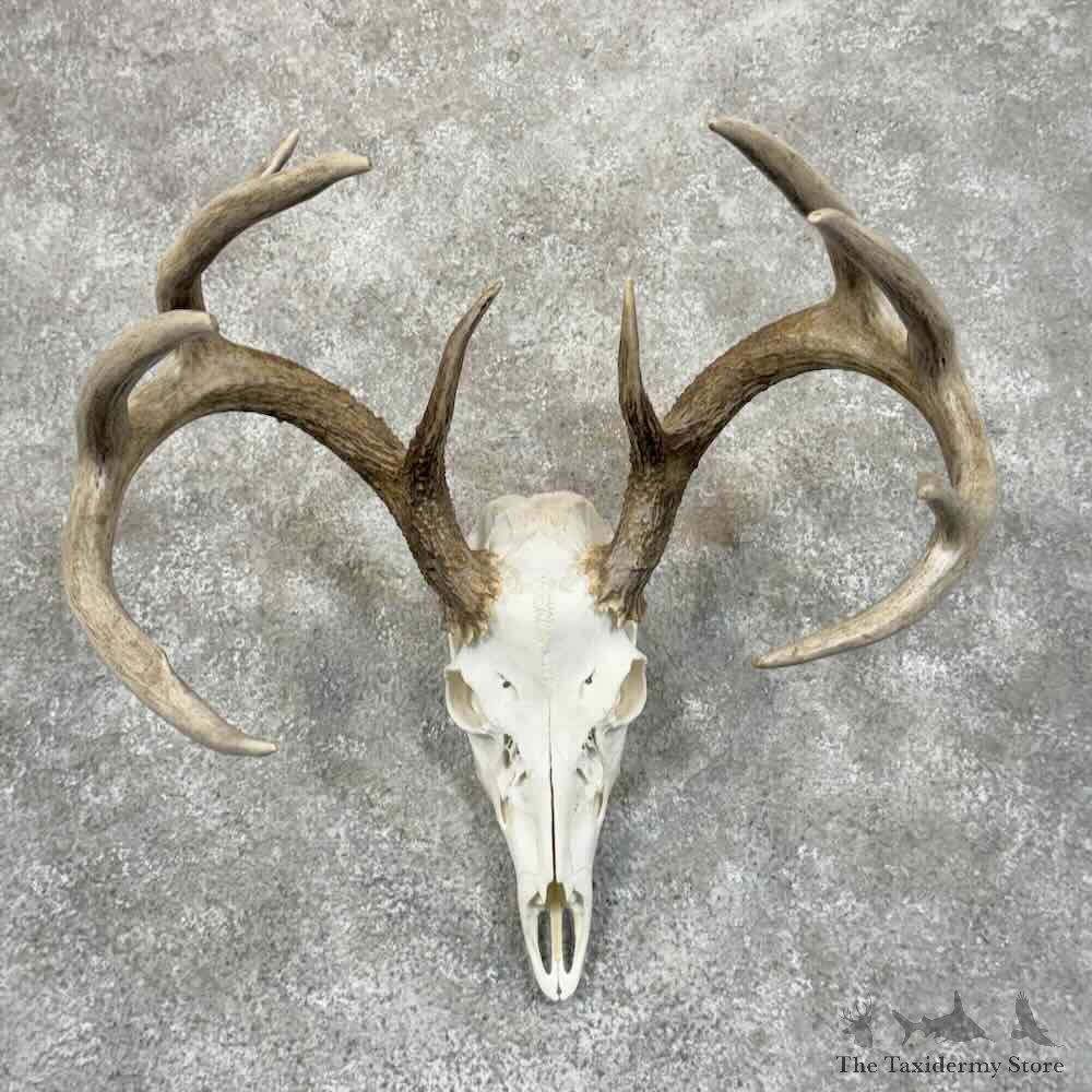 Whitetail Deer Skull European Mount For Sale #30625 @ The Taxidermy Store