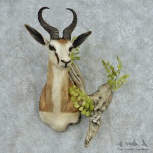 African Springbok Shoulder Mount #13478 For Sale @ The Taxidermy Store