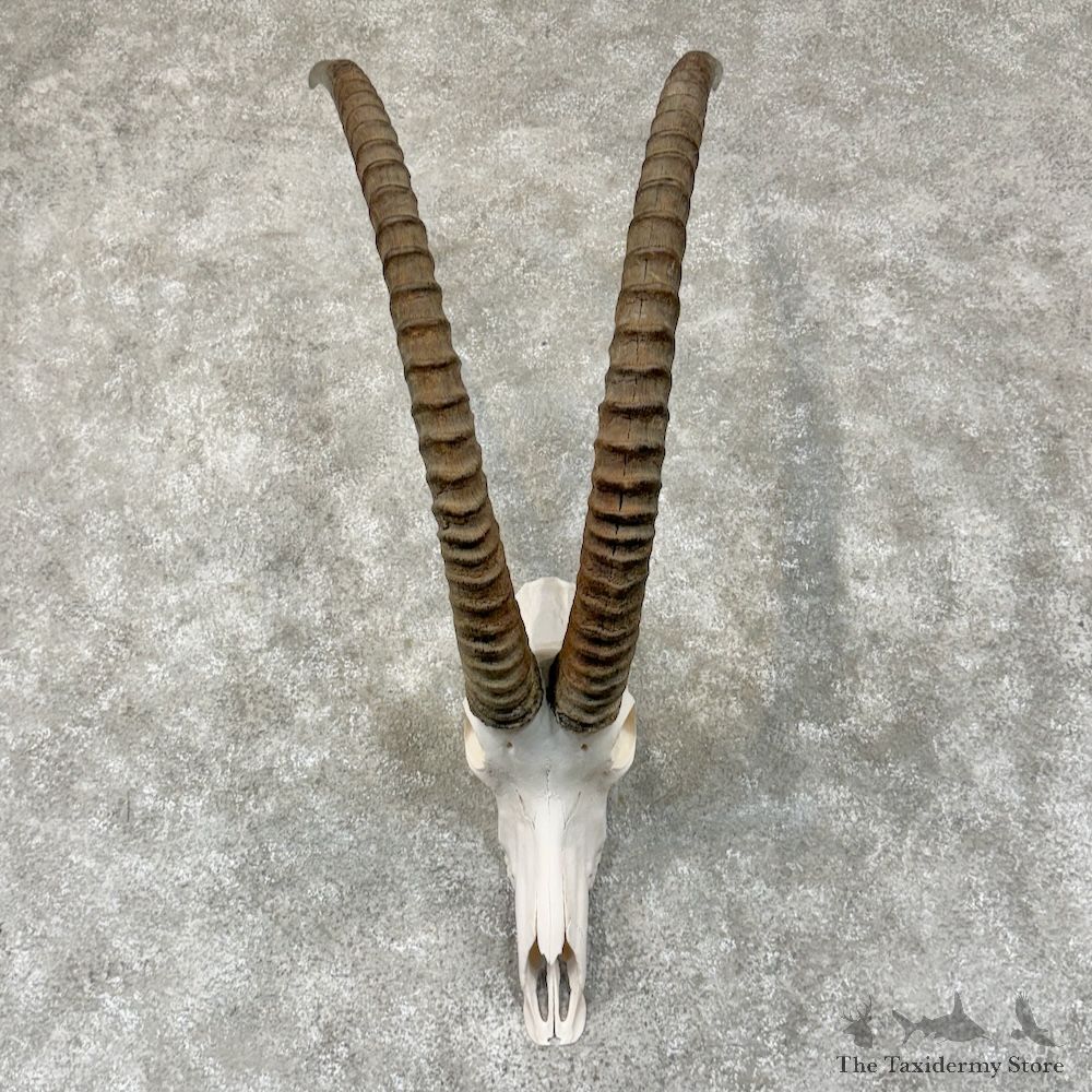 African Sable European Skull & Horns Mount For Sale #29585 @ The Taxidermy Store
