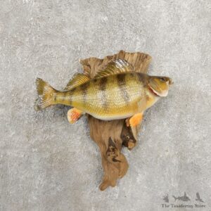Yellow Perch Fish Mount For Sale #20943 @ The Taxidermy Store