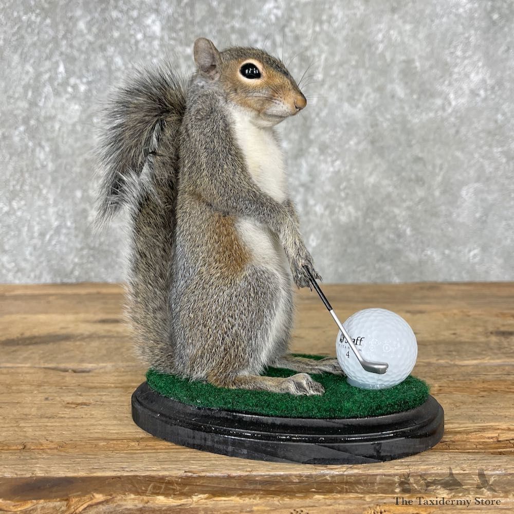 Golfing Squirrel Novelty Taxidermy Mount - 25545 @Taxidermy Mount For Sale